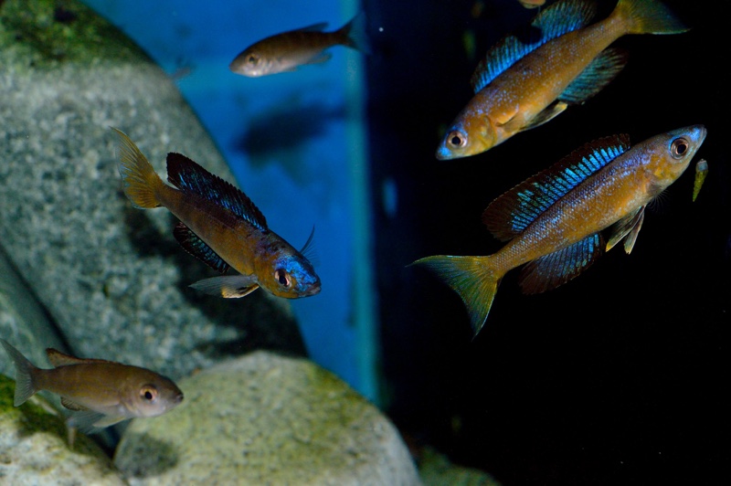 Cyprichromis microlepidotus 'Bulu Point'
